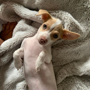 Meet your Posher, Adrian